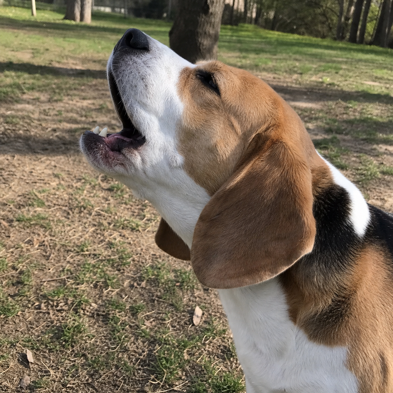 Beagle howling outdoors